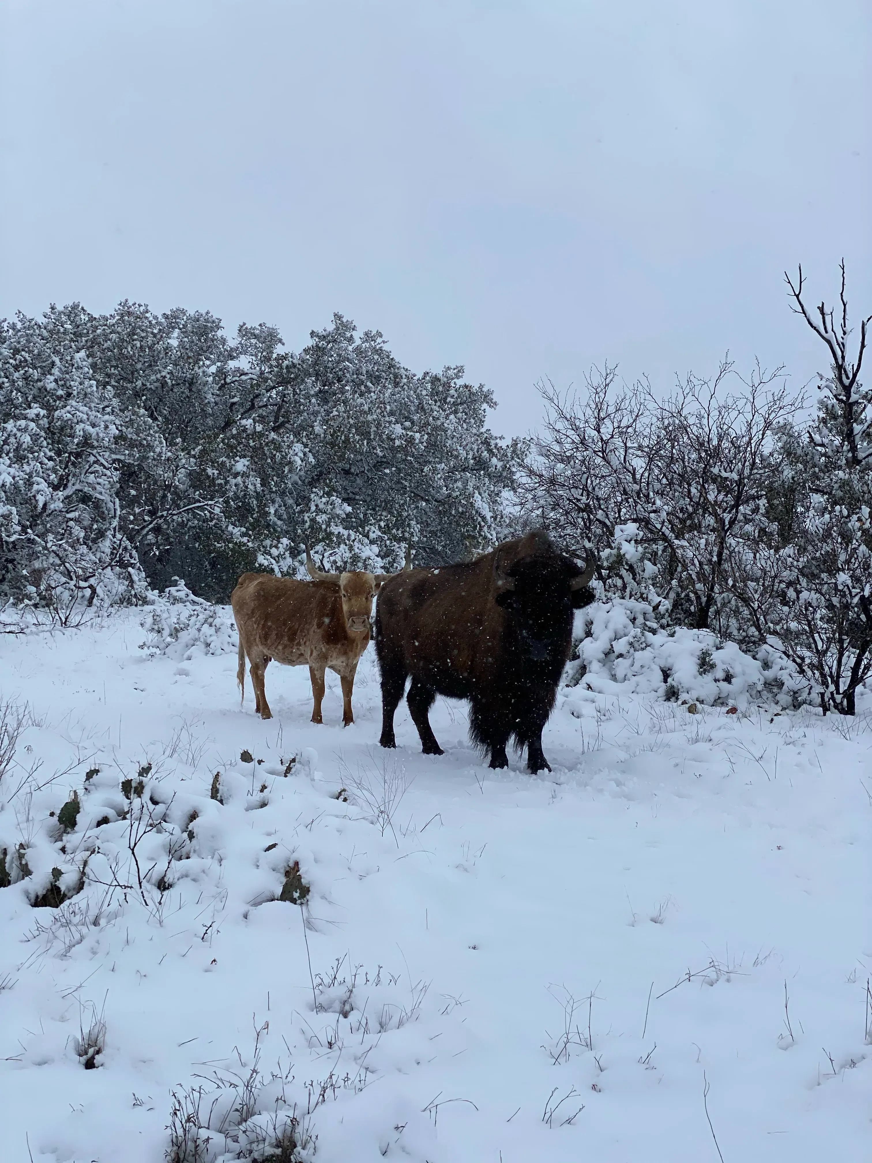 Modern ranch house with covered porch at sunset