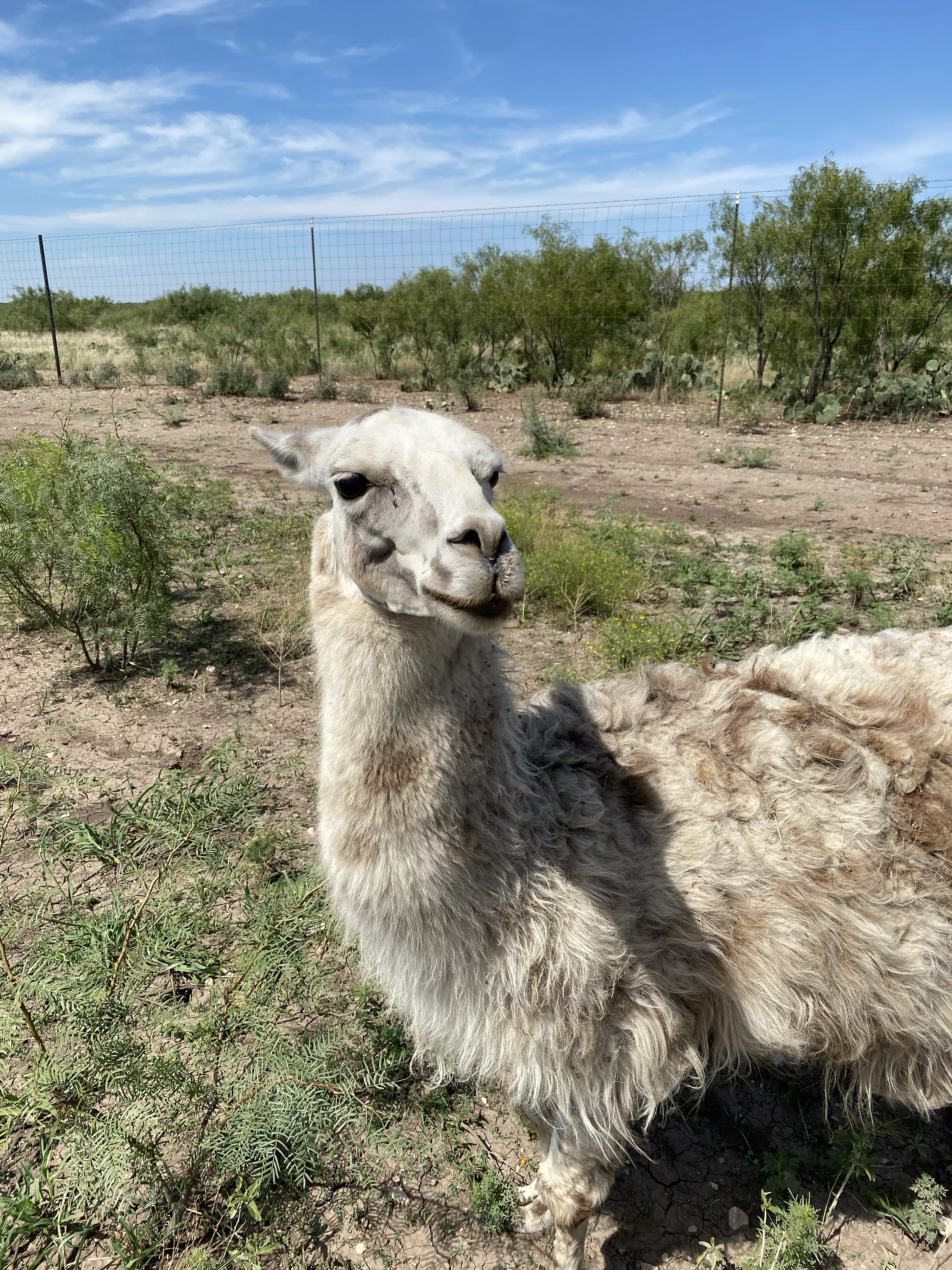 Lodge interior with leather chairs and stone fireplace